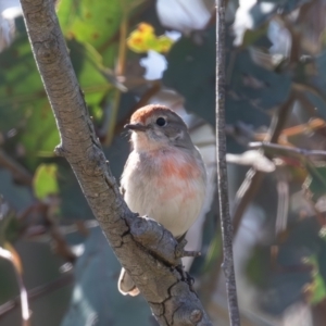 Petroica goodenovii at Belconnen, ACT - 22 Sep 2023