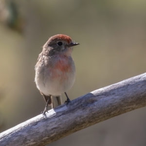 Petroica goodenovii at Belconnen, ACT - 22 Sep 2023