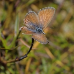 Nacaduba biocellata (Two-spotted Line-Blue) at Murrumbateman, NSW - 22 Sep 2023 by SimoneC