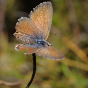 Nacaduba biocellata at Murrumbateman, NSW - 22 Sep 2023