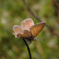 Nacaduba biocellata at Murrumbateman, NSW - 22 Sep 2023