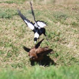 Falco berigora at Fyshwick, ACT - 22 Sep 2023 01:27 PM