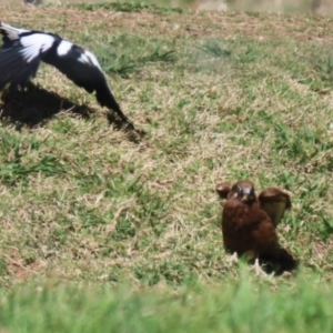 Falco berigora at Fyshwick, ACT - 22 Sep 2023 01:27 PM