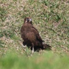 Falco berigora at Fyshwick, ACT - 22 Sep 2023 01:27 PM