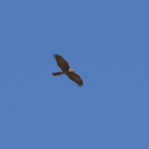 Accipiter fasciatus at Fyshwick, ACT - 22 Sep 2023