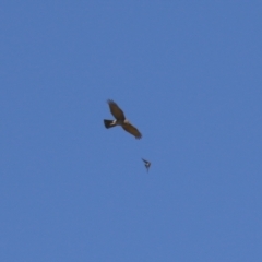 Accipiter fasciatus at Fyshwick, ACT - 22 Sep 2023