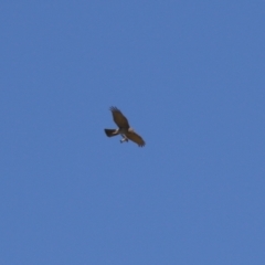 Accipiter fasciatus at Fyshwick, ACT - 22 Sep 2023