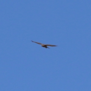 Accipiter fasciatus at Fyshwick, ACT - 22 Sep 2023