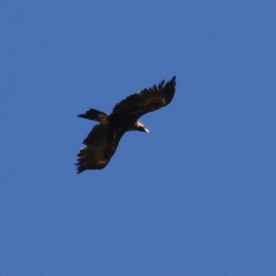 Aquila audax (Wedge-tailed Eagle) at Fyshwick, ACT - 22 Sep 2023 by RodDeb