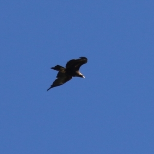 Aquila audax at Fyshwick, ACT - 22 Sep 2023 01:36 PM