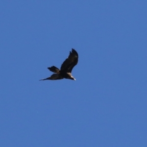 Aquila audax at Fyshwick, ACT - 22 Sep 2023 01:36 PM