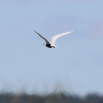 Chlidonias hybrida (Whiskered Tern) at Fyshwick, ACT - 22 Sep 2023 by RodDeb