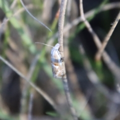 Heliocosma (genus) (A Tortricid moth) at QPRC LGA - 22 Sep 2023 by LisaH