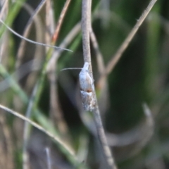 Heliocosma (genus) at Mongarlowe, NSW - 22 Sep 2023