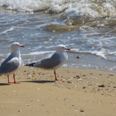 Chroicocephalus novaehollandiae (Silver Gull) at Batemans Marine Park - 21 Sep 2023 by MatthewFrawley