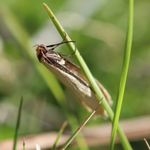 Philobota xiphostola at Mongarlowe, NSW - 22 Sep 2023