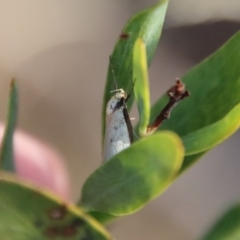 Philobota xiphostola at Mongarlowe River - 22 Sep 2023 by LisaH