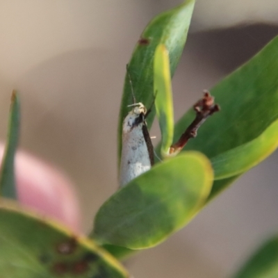 Philobota xiphostola at Mongarlowe River - 22 Sep 2023 by LisaH