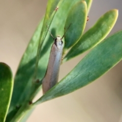 Philobota xiphostola at Mongarlowe, NSW - 22 Sep 2023