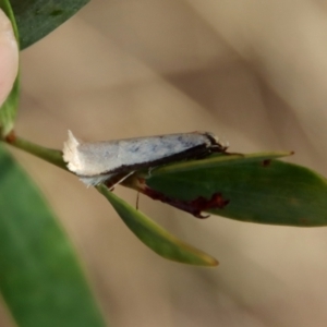 Philobota xiphostola at Mongarlowe, NSW - 22 Sep 2023