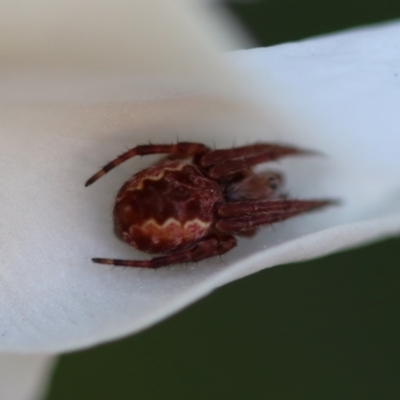 Salsa fuliginata (Sooty Orb-weaver) at QPRC LGA - 22 Sep 2023 by LisaH