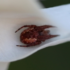 Unidentified Spider (Araneae) at Mongarlowe, NSW - 22 Sep 2023 by LisaH