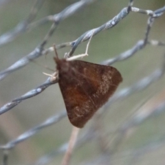 Uresiphita ornithopteralis (Tree Lucerne Moth) at QPRC LGA - 22 Sep 2023 by LisaH