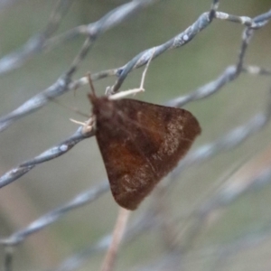 Uresiphita ornithopteralis at Mongarlowe, NSW - 22 Sep 2023