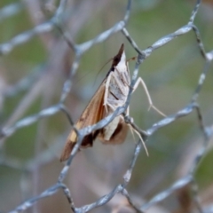 Uresiphita ornithopteralis at Mongarlowe, NSW - 22 Sep 2023