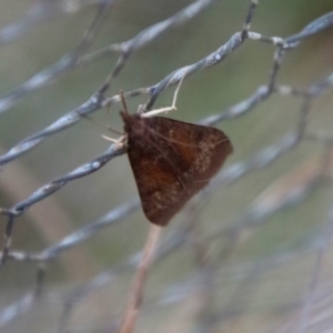 Uresiphita ornithopteralis at Mongarlowe, NSW - 22 Sep 2023