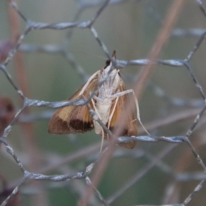 Uresiphita ornithopteralis at Mongarlowe, NSW - 22 Sep 2023