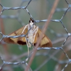 Uresiphita ornithopteralis at Mongarlowe, NSW - 22 Sep 2023