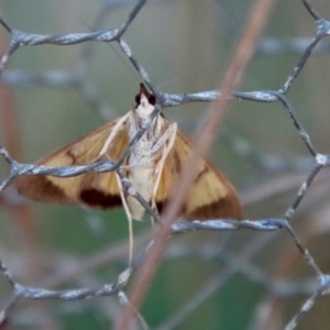 Uresiphita ornithopteralis at Mongarlowe, NSW - 22 Sep 2023