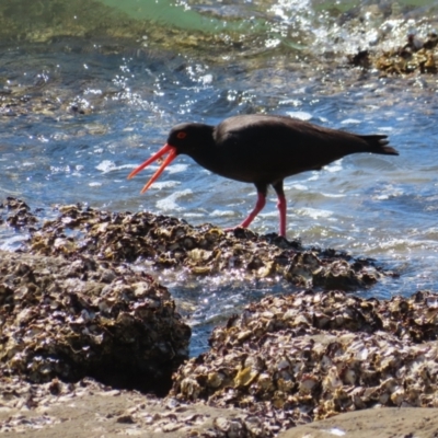 Haematopus fuliginosus (Sooty Oystercatcher) at Batemans Bay, NSW - 21 Sep 2023 by MatthewFrawley