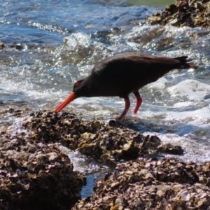 Haematopus fuliginosus at Batemans Bay, NSW - 22 Sep 2023