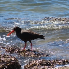 Haematopus fuliginosus at Batemans Bay, NSW - 22 Sep 2023