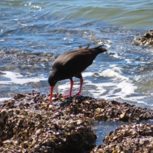 Haematopus fuliginosus at Batemans Bay, NSW - 22 Sep 2023