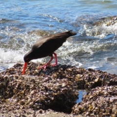 Haematopus fuliginosus at Batemans Bay, NSW - 22 Sep 2023