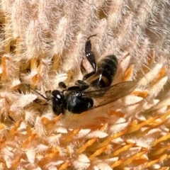 Apis mellifera (European honey bee) at Acton, ACT - 22 Sep 2023 by Pirom