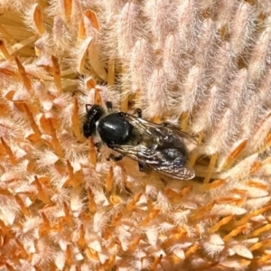 Apis mellifera at Acton, ACT - 22 Sep 2023