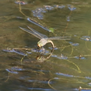 Anax papuensis at Mongarlowe, NSW - suppressed