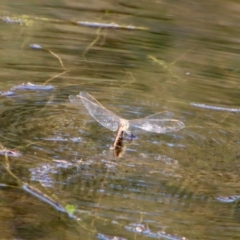 Anax papuensis at Mongarlowe, NSW - suppressed