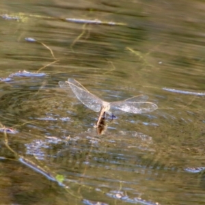 Anax papuensis at Mongarlowe, NSW - suppressed