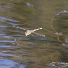 Anax papuensis at Mongarlowe, NSW - suppressed