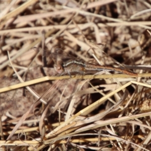 Diplacodes bipunctata at Charleys Forest, NSW - suppressed