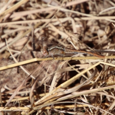 Diplacodes bipunctata (Wandering Percher) at Mongarlowe River - 22 Sep 2023 by LisaH