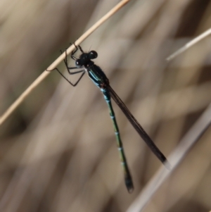 Austrolestes psyche at Mongarlowe, NSW - 22 Sep 2023