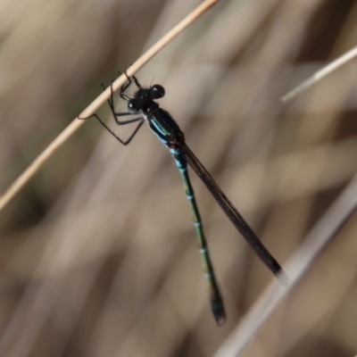 Austrolestes psyche (Cup Ringtail) at QPRC LGA - 22 Sep 2023 by LisaH