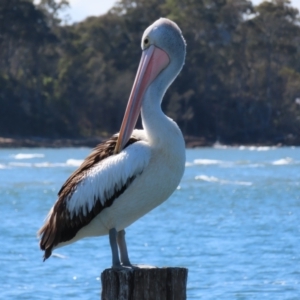 Pelecanus conspicillatus at Batemans Bay, NSW - 22 Sep 2023