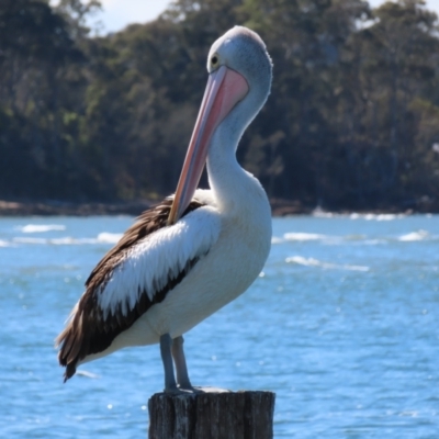 Pelecanus conspicillatus (Australian Pelican) at Batemans Bay, NSW - 21 Sep 2023 by MatthewFrawley